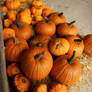 pumpkins at farm