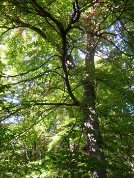 look to tree in Eifel