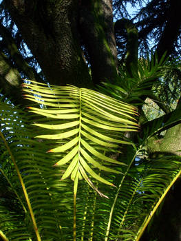palm leaf 2