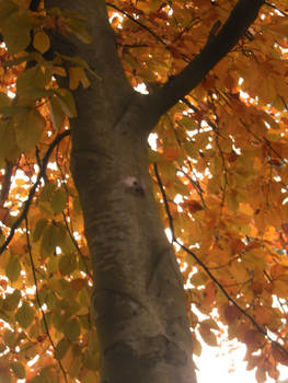 tree in autumn 3