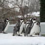 penguins in wintertime 3