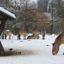 horses in snowscape 2