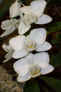 white orchid 3