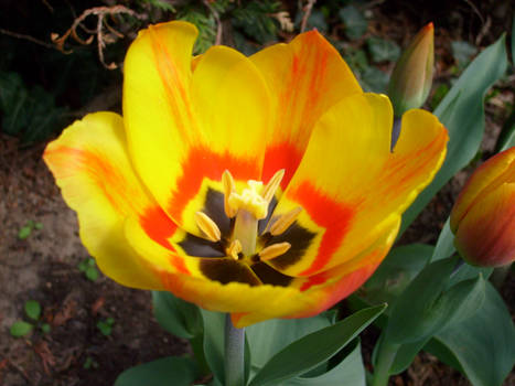tulips 4
