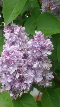 syringa