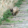 cat in Perugia