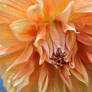 dahlias flora 56