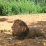 lions Zoom park africa