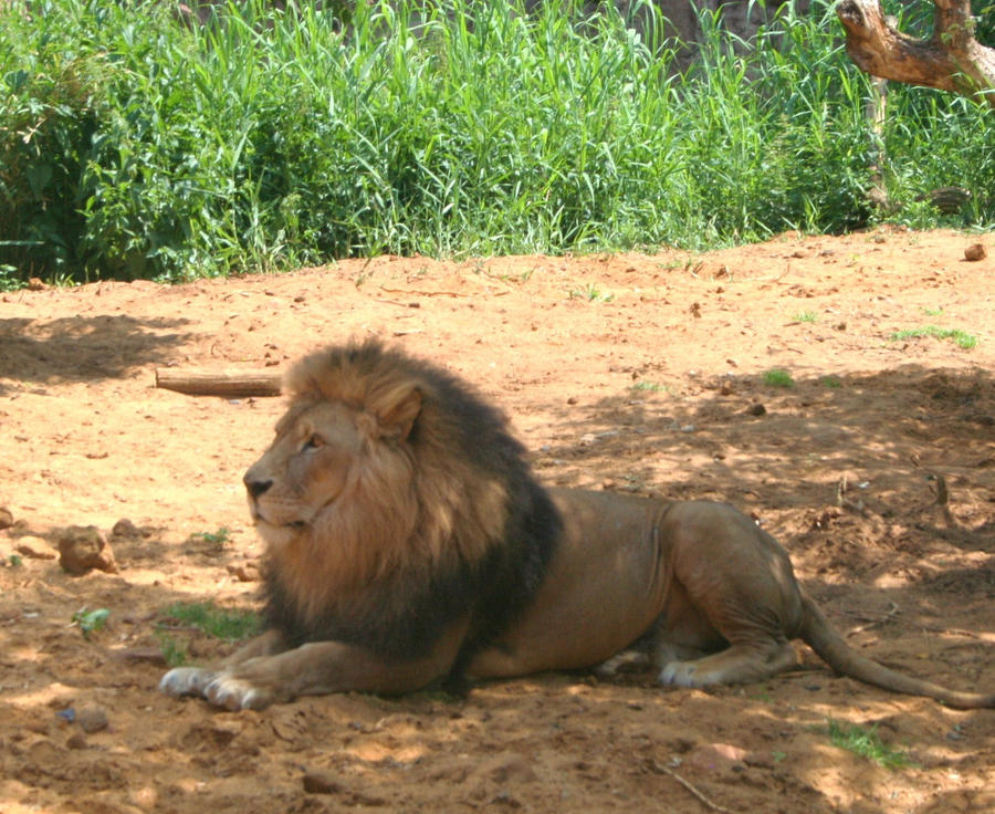 lions Zoom park africa