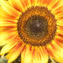 my favourite sunflower