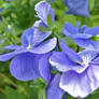 lilac violas