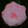 rose camelia filled