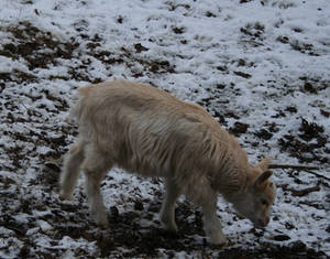 cuty searching for food