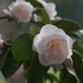 camellias cologne 8