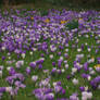 crocuses 6