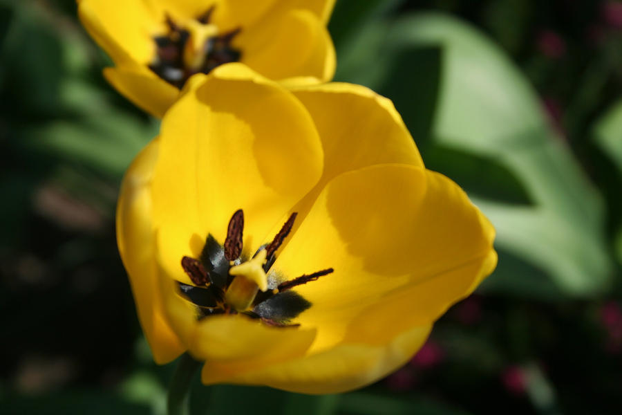 yellow tulip