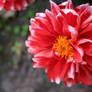 summer dahlia 2