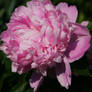 pink peony