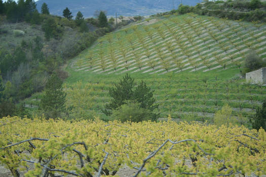 view in provence