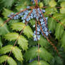 blue berries 2