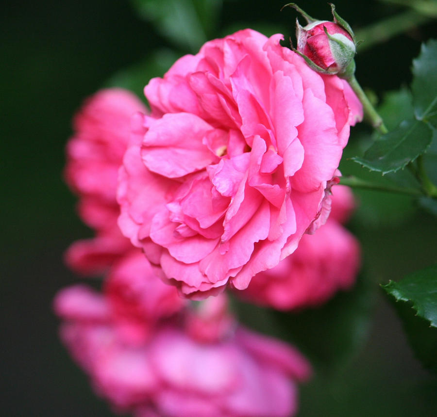 awesome coloured and filled rose