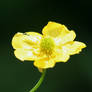 buttercup 2