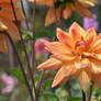 dahlias cologne  14