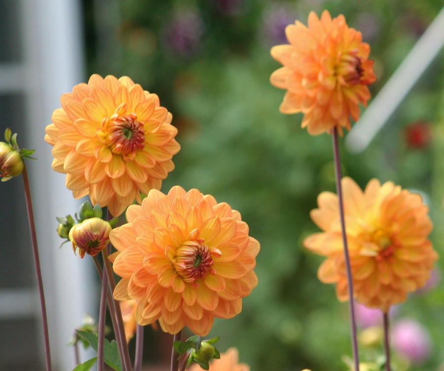 dahlias in flora sumemr