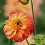 orange beauty with insect