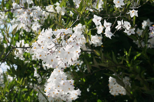 blooming in Floriade