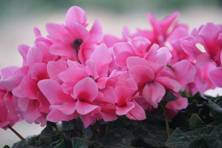 pink violas floriade