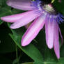 passionflower from side