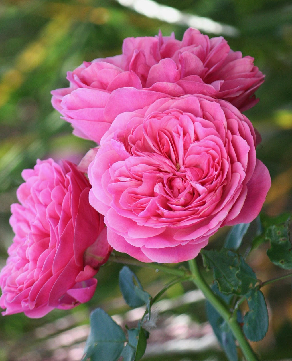 perfect roses by ingeline-art on DeviantArt