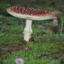 mushrooms in bavaria