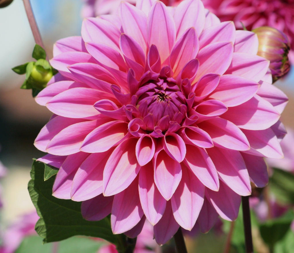 perfect pink dahlia