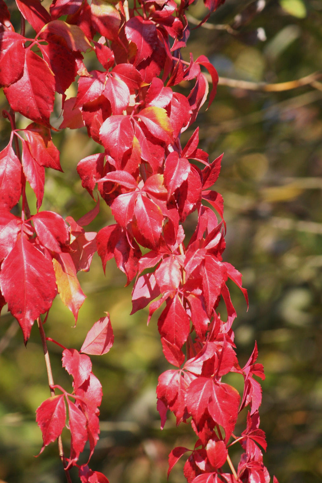 red leaves in autumn 2