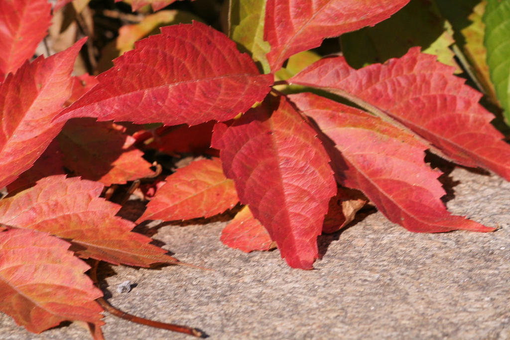 red leaves in autumn 7