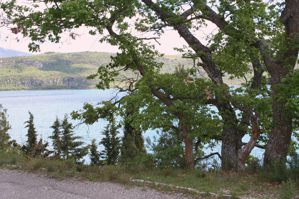 trees and lake