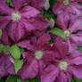 clematis in my garden