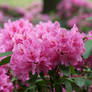 Rhododendron in castle garden 3