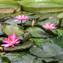 pink waterlilies