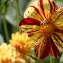 look in Flora garden with dahlias