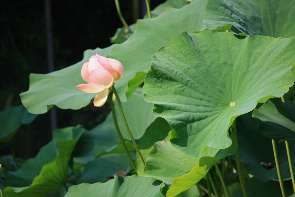 look to lotus flower 2