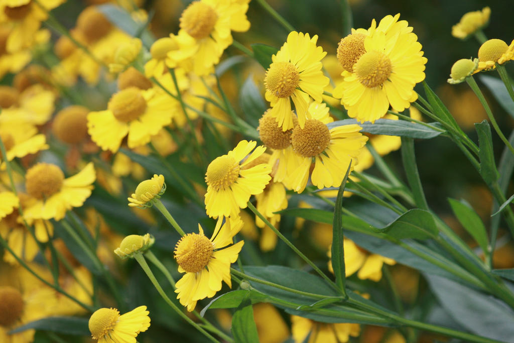 little yellow beauties 2