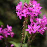 little lilac orchids