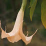 Angel's trumpet 4