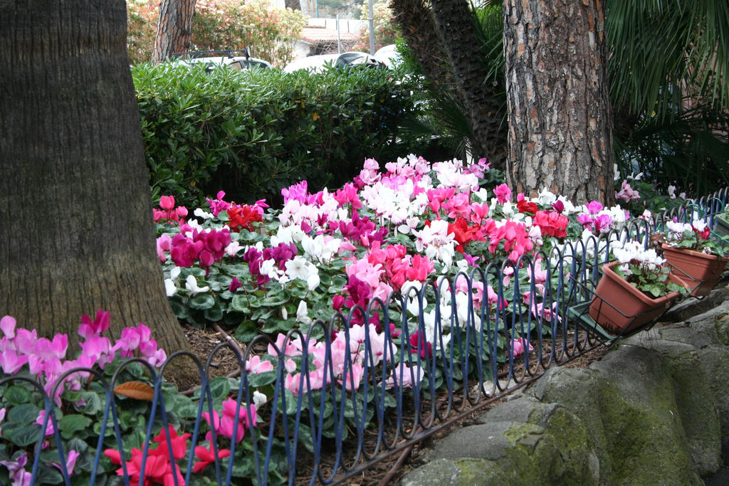 wonderful blooming in park