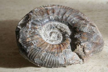 My fossil