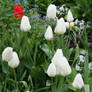 whit tulips 3