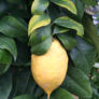 lemon in castlegarden